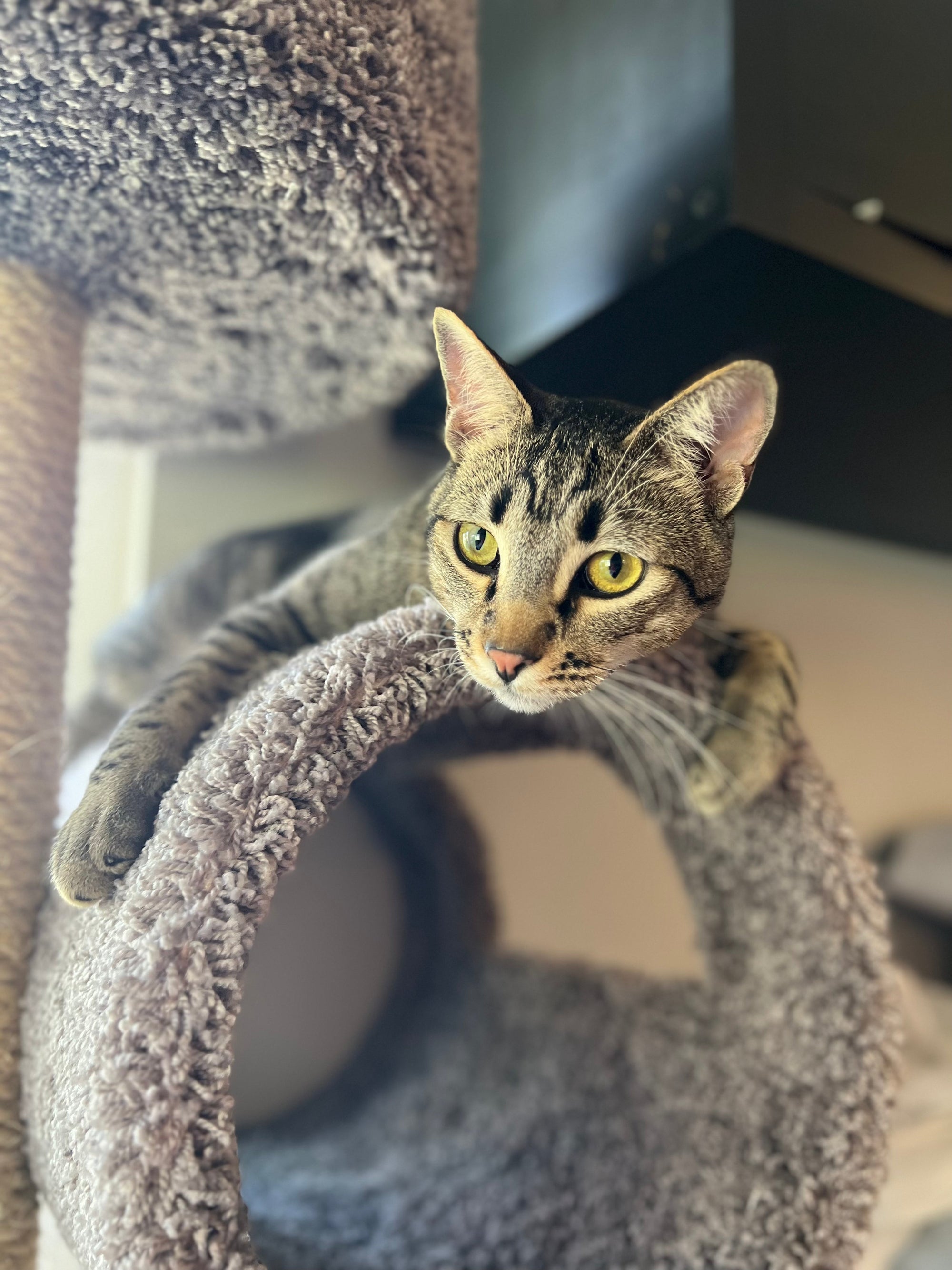Blaze the Tabby rescue cat laying in his cat tree near a window