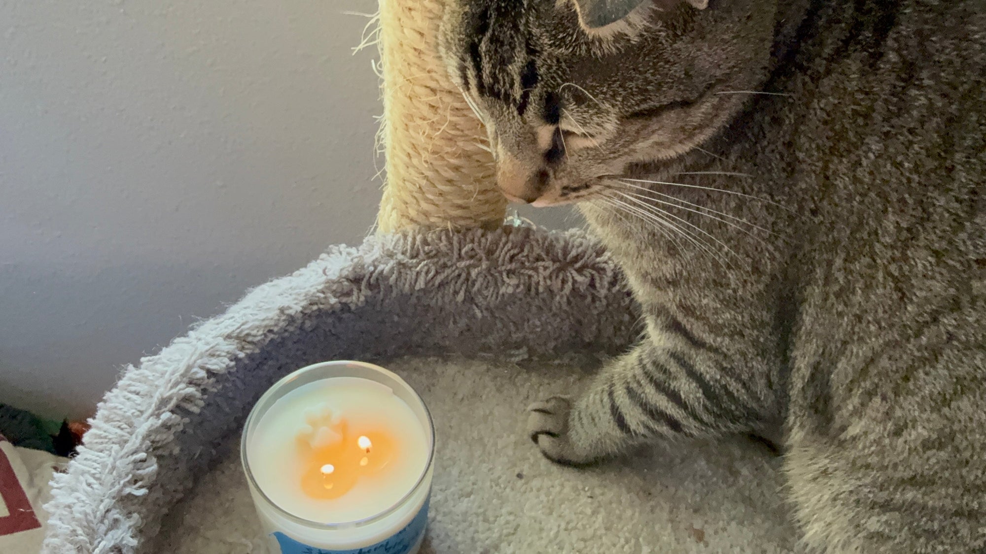 Tabby cat sitting in cat tree looking curiously at candle